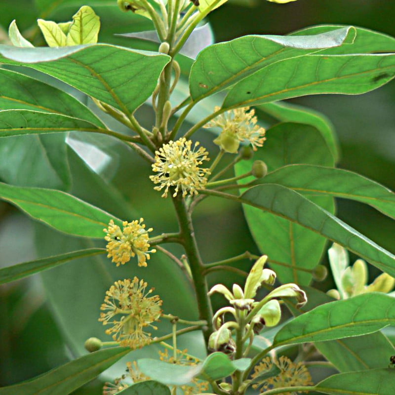 May Cheng 100% Pure Essential Oil